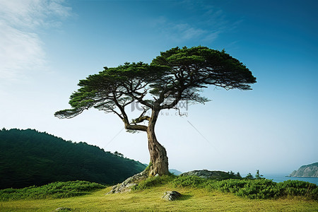 秋天松树地背景图片_一棵松树栖息在长满青草的山坡上