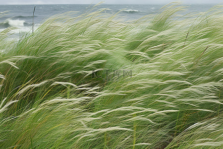 西雅图背景图片_在西雅图美术印刷品中拍摄风在草地上翻滚的波浪
