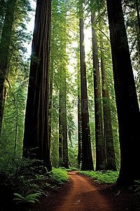 林中背景图片_森林中的一条小路两旁种满了红杉树