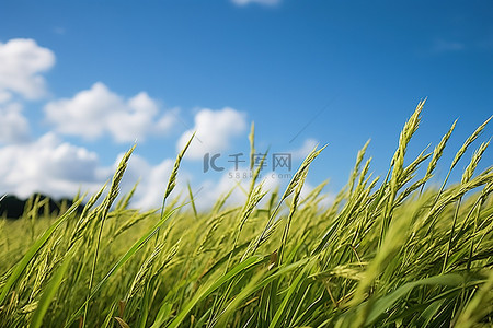 蓝天中的水稻种植园，稻田上空有云彩