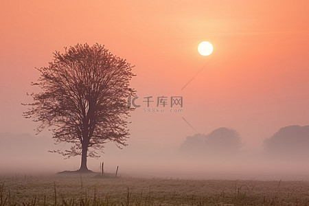 一棵孤独的树矗立在太阳前的雾中