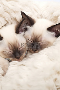 猫睡觉背景图片_睡在白色毛皮上的暹罗小猫