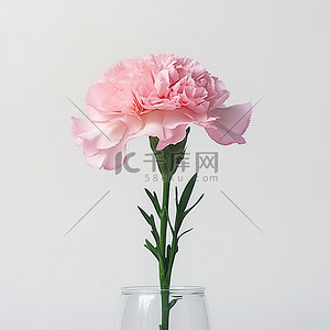 白色背景的花瓶里有一朵粉色康乃馨花