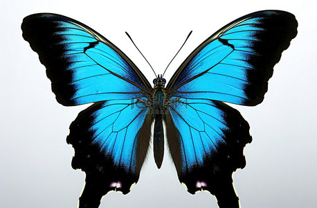 看昆虫背景图片_一只看起来很有吸引力的蓝色和黑色蝴蝶