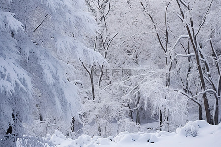 大雪背景图片_尼亚加拉的白雪皑皑的森林在冬天降临，天气寒冷，大雪
