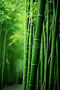 绿竹 竹子