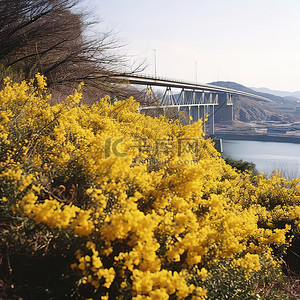 一座开着黄色花朵的灌木丛，靠在一座小山上，背景是一座桥