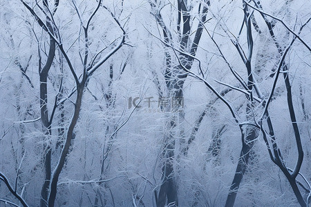 雪森林背景图片_霜冻的森林 森林 雪 结冰的池塘