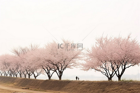 安东河回村背景图片_现代首尔的道路两旁盛开的樱花树