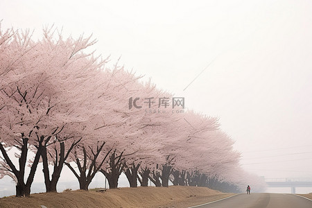 现代首尔的道路两旁盛开的樱花树