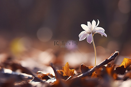 白花花的雪背景图片_一朵白花从秋叶中升起