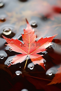 漂浮枫叶背景图片_漂浮在水中的红叶