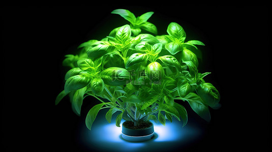 罗勒背景图片_充满活力的罗勒植物在 LED 生长灯 3D 概念化下蓬勃发展