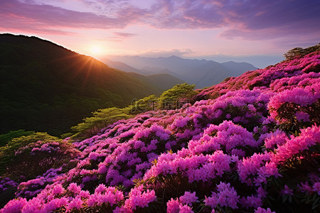 紫色背景图片_紫色杜鹃花覆盖的山上的日出