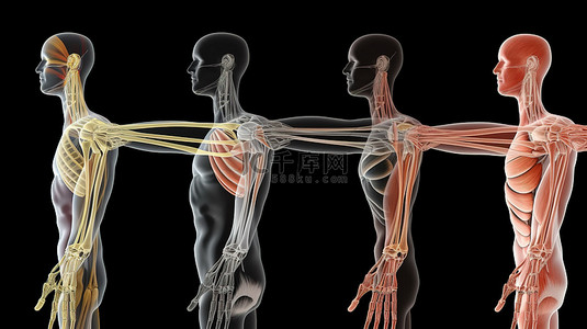 医学运动背景图片_3D 医学模型上显示的四向拇指运动