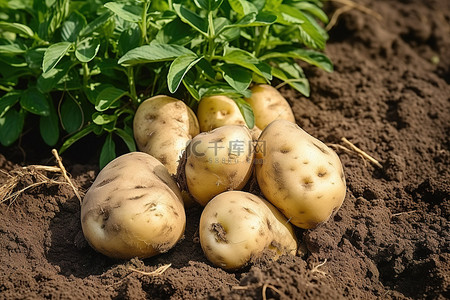 田间背景图片_田间高架床上新鲜土豆的照片