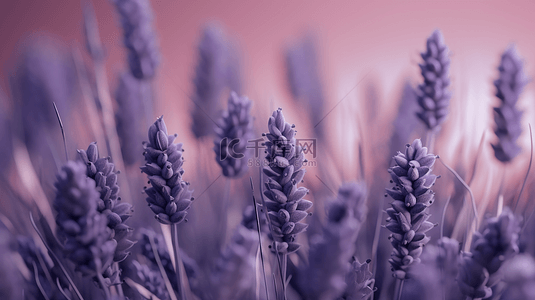 立体花卉背景图片_紫色电商背景装饰