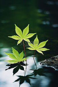 绿色落叶背景图片_两片黑色和绿色的叶子靠在水边