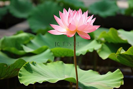 荷叶背景图片_一朵粉红色的花坐在绿色花盆的中间