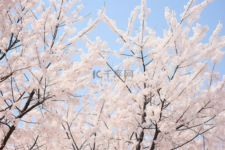 粉色的樱桃背景图片_蓝天上有几棵开花的白树