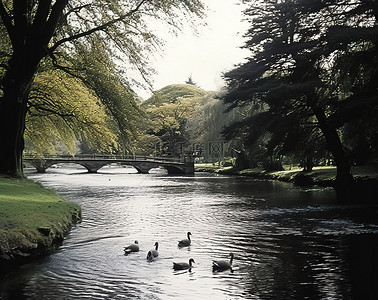 游泳背景图片_几只鸭子在树附近的河里游泳