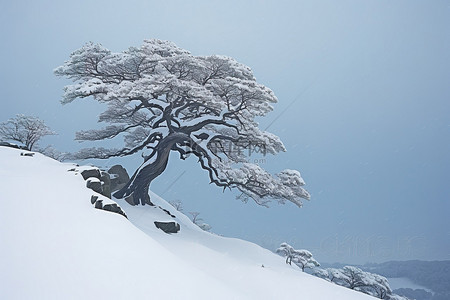 雪森林背景图片_山脊上有一棵有雪的树