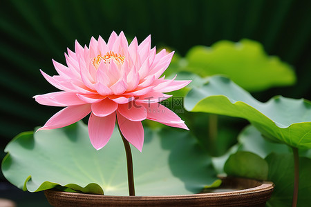 一朵粉红色的花坐在绿色花盆的中间