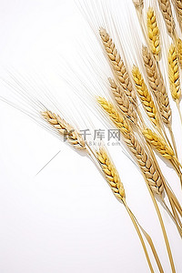 白色背景上的小麦穗
