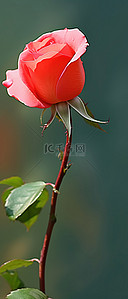 一朵红玫瑰站在粉红色的背景上