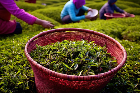 红万神殿，篮子里装着红茶叶，工人们用篮子照料茶叶