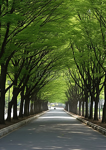 韩国 韩国街道 树下 朝鲜街道 edulan 热江高中