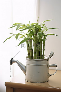 水壶背景图片_水槽里有竹植物的水壶
