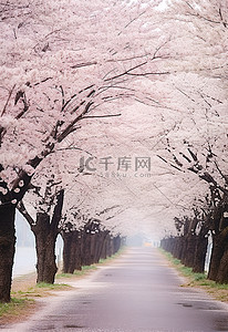 道路两旁的樱花树，两旁有一些树