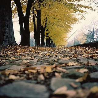 贝尔格莱德国家公园的秋天