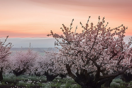 天空草地照片背景图片_黄昏时俄勒冈州一个小镇附近一些苹果树的照片