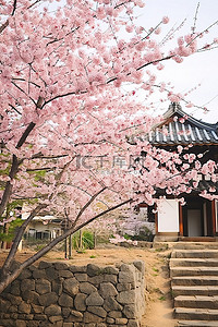 粉色的樱桃背景图片_兴东地古园樱花盛开的季节