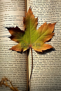 英语背景图片_英语词典边缘的叶子