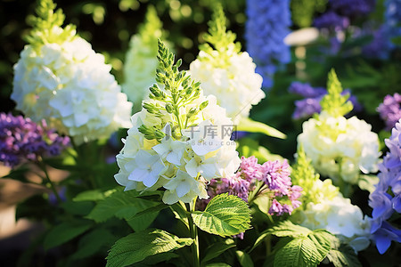 盛开的白色花朵背景图片_花园里盛开的白色和紫色的花朵