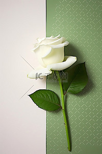 一朵白玫瑰坐在绿色圆点纸上