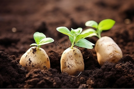 泥土剖面背景图片_地上有泥土和纸的马铃薯幼苗