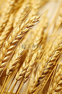 编织表面上小麦和稻草的特写