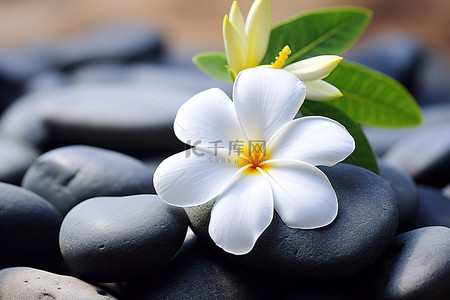 白花花的雪背景图片_一朵白花坐在石头上