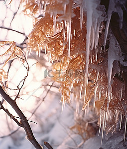 冬天落叶背景图片_腐烂树枝上的冰