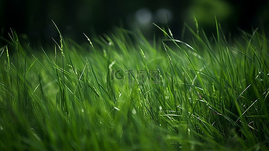 绿色生态叶子背景图片_草地青草植物绿叶