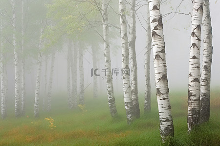 有雾的天气里有白桦树的风景