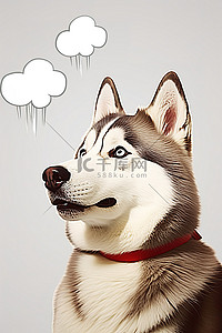 一只棕色和白色的哈士奇狗，头上有一个思想泡泡