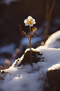 从一群岩石中长出一朵花，周围有雪