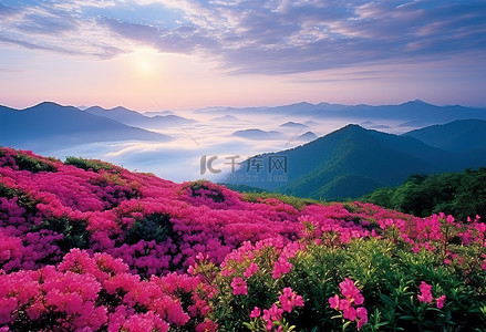 春天早晨背景图片_山附近有山丘和云彩的粉红色花朵