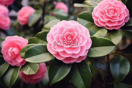 山茶花是大型植物上的粉红色花朵