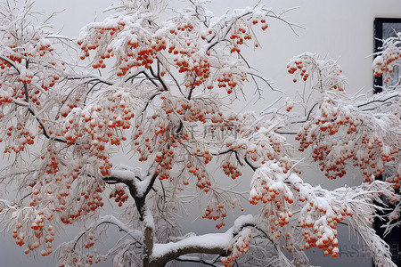 冬天水果背景图片_建筑物边缘的雪莓树